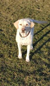 We still have 3 of our $800.00 english/american cross lab puppies left! Meyer S Freedom Acres Akc Labrador Puppies