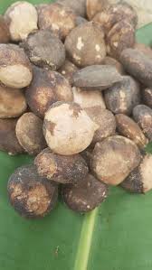 Image result for Telfairia occidentalis