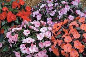 Image result for Impatiens shirensis