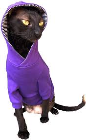 1,109 likes · 16 talking about this. Kotomoda Sphynx Cat S Hoodie Inpurple Naked Cat Hairless Cat Clothes Xs Amazon Co Uk Pet Supplies
