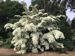 Flowering dogwood ( cornus florida ). May 2020 In The Neighbourhood Ubc Botanical Garden