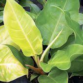 Philodendron Angel Plant Plants Philodendron