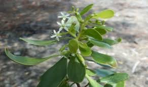 Image result for Lumnitzera racemosa