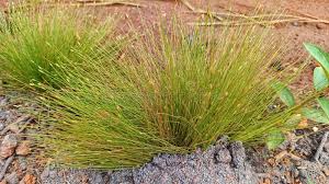 Image result for Bulbostylis