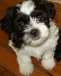 Black And White Maltese Shih Tzu Mix Home Teddy Bears Shichons Shih Tzu Bichon Puppies Teddy Bear Puppies Teddy Bear Dog Pampered Puppies