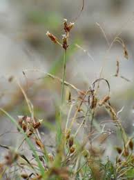 Image result for Fimbristylis aphylla