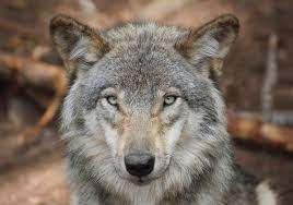 Closeup Of A Gray Wolf Face Wolf Symbolism Wolf Tattoo Meaning Animal Symbolism