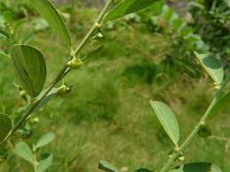 Image result for Phyllanthus maderaspatensis
