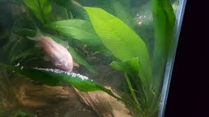 My Albino Catfish Laying Eggs In A 40gal Hex Tank After A Water Change The Water Change Stimulates Spawning Plant Leaves Egg Laying Plants