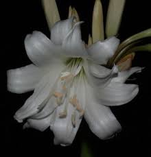 Image result for Crinum buphanoides