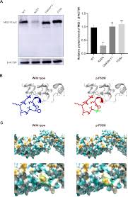 Image result for Meiosperma debile