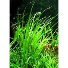 Image result for Blyxa aubertii