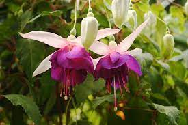 Fuschia Plant My Mother S Day Present Hanging Off My Side Porch Fuchsia Plant Plants Fuchsia Flower