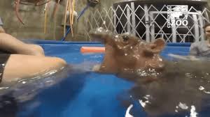 Made of 100% natural rubber and painted with soy based inks, your baby can play for hours with the new tikiri zoo animals. Baby Hippo Bite Aww