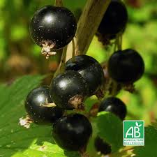 Cassissier Andega Bio Vente Petits Fruits Pepinieres Naudet