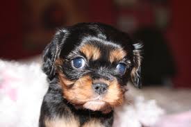 Black And Tan Cavalier King Charles Spaniel Puppy 