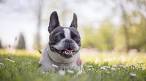 List of Boston Terrier Mix Breed Dogs