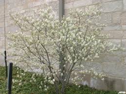 Image result for Amelanchier laevis