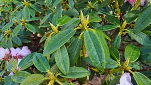 Image result for Balfourodendron