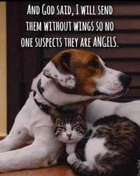 Pin On Animals