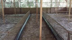May 28, 2021 · sehingga bisa dilihat ukuran kandang bebek petelur 100 ekor sekitar 25 meter persegi. Kandang Bebek Petelur Sistem Kering Youtube