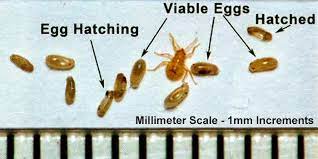 The bad news is that the hatch time of this tiny creature is faster. Find Out How To Kill Bed Bug Eggs And Their Disgusting Little Larvae