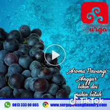Surga Pewangi Laundry Surgapewangilaundry On Tiktok Parfum Aroma Anggur Parfum Aromaparfumlaundry Produsenparfumlaundry Surgapewan Anggur Parfum Alkohol