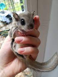 This Is What A Baby Flying Squirrel Looks Likehttps I Redd It C77ngd237ay01 Jpg Baby Flying Squirrel Flying Squirrel Pet Cute Baby Dogs