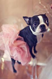 Jul 06, 2021 · アパレルリテールフランチャイズというfc事業の新しい形。開業~育成~運営まで徹底したサポートで、不安の無い安定した. 120 Dog Rooms Ideas Dog Rooms Animal Room Diy Dog Stuff