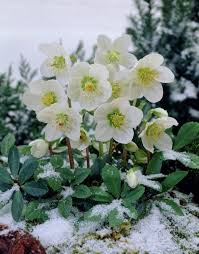 What a beautiful photo, and i bet you had to get very close to the ground for it. 22 Beautiful Winter Flowers That Survive And Bloom In The Cold Winter Flowers Winter Plants Winter Flowers Garden