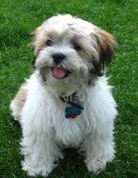 Black Bichon Frise Puppy For Sale Zuchon Teddybear Shih Tzu Bichon Teddy Bear Puppies Teddy Bear Dog Bichon Frise Puppy