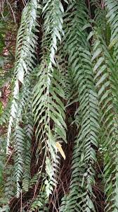 Image result for Nephrolepis