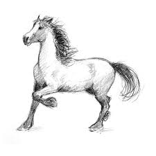 Maybe you would like to learn more about one of these? Drawing How To Draw A Horse Novocom Top