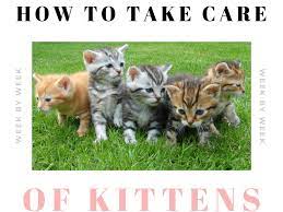 How To Take Care Of Newborn Kittens: Week By Week - Pethelpful