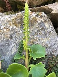 Image result for Umbilicus botryoides