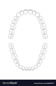 Teeth Chart Tooth