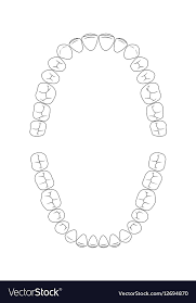 teeth chart tooth