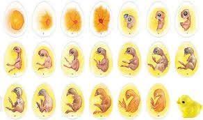 Perkembangan pada manusia diawali melalui proses pembuahan. Perkembangan Embrio Pada Manusia Pdf Free Download