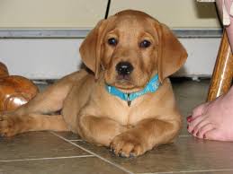 Our labrador retriever puppies are sold as pets for $2,000 beginning 2021. Puppy Labrador Retriever Fox Red Cuteanimals