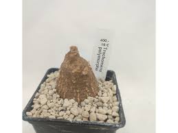 Image result for Trochomeria polymorpha