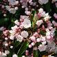 Swamp Azaleas and Mountain Laurels