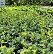 Image result for Alchemilla johnstonii