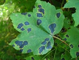 Pruning the maple several times a year is a great way to keep the maple in good health and looking elegant.v161590_b01. What Maple Tree Disease Is And How To Control It Great Northern Regreenery