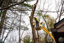 The Ultimate Guide to Tree Removal: Everything You Need to Know