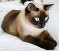 Available Himalayan Kittens For Sale & Cats For Adoption