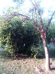 Image result for Phragmanthera cornetii