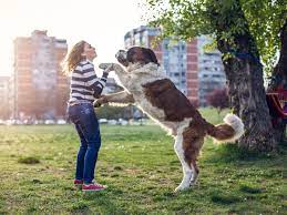 If you're struggling with dog jumping, sign up for our dog training essentials: Why Dogs Jump Up And Down And How To Handle It