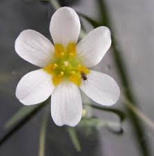 Image result for Cabombaceae