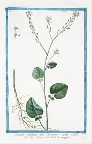 Image result for Crambe hispanica