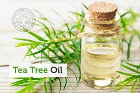 Tea Tree Oil Benefits Uses Side Effects